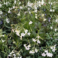 Nicotiana Alata Jasmine Flowering Tobacco Seeds | 20+ Seeds | Night Fragrant Blooms