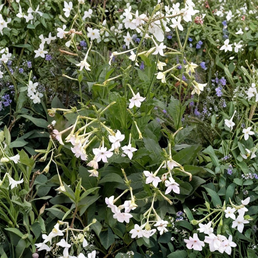 Nicotiana Alata Jasmine Flowering Tobacco Seeds | 20+ Seeds | Night Fragrant Blooms