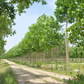 Paulownia Elongata Live Tree – Fast Growing Hardwood Shade Tree for Outdoors | Timber & Reforestation Plant