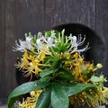 Japanese Honeysuckle Plant – Lonicera japonica Live Rooted Vine | Fragrant Flowering Herb | Bonsai Friendly