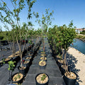Royal Zest Three Peach Tree – Prunus persica Live Fruit Tree 4–6 Feet Tall Sweet Freestone Peaches