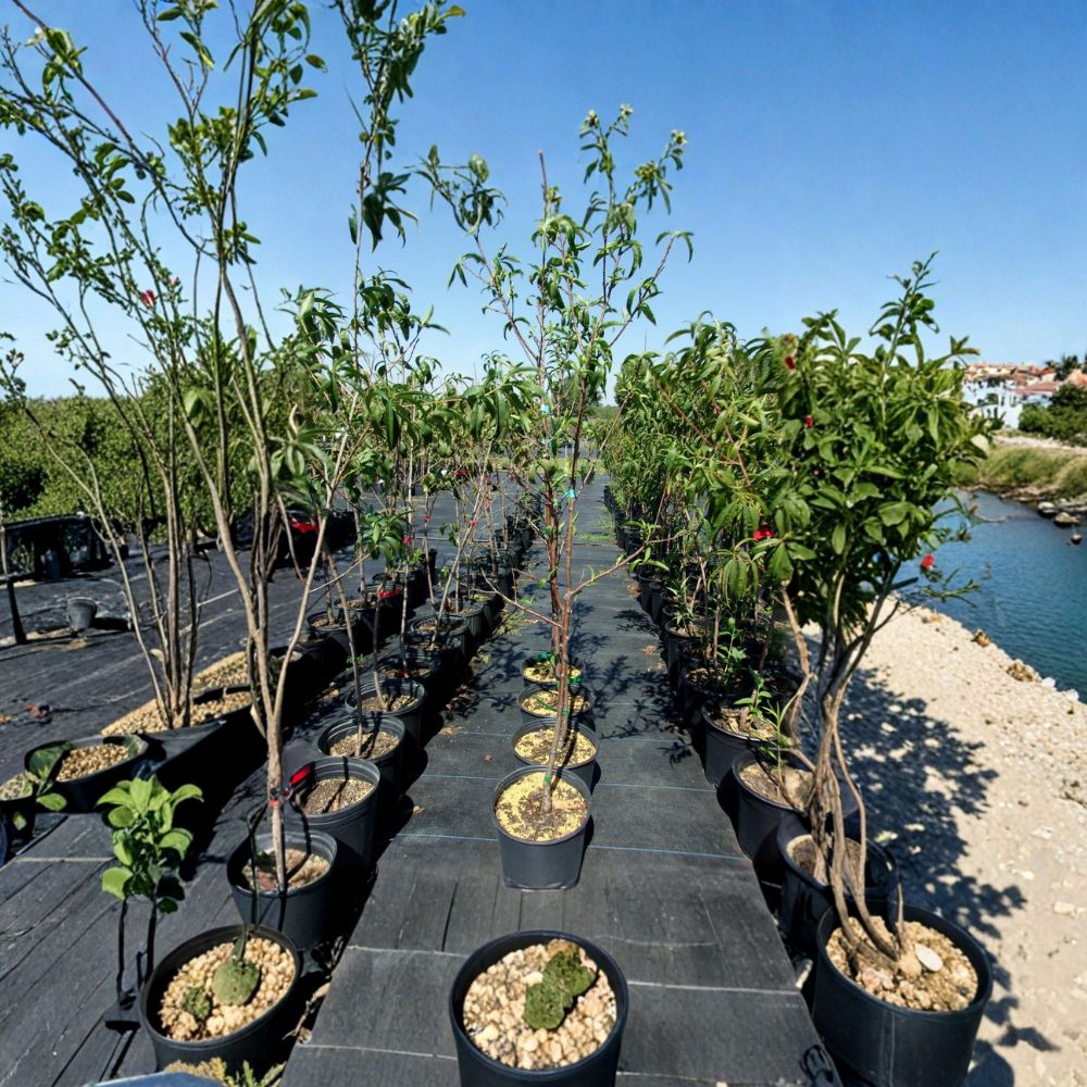 Royal Zest Three Peach Tree – Prunus persica Live Fruit Tree 4–6 Feet Tall Sweet Freestone Peaches
