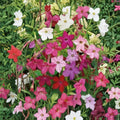 Nicotiana Alata Jasmine Tobacco Seeds Mix – 2,500+ Seeds, Fragrant Night Blooming Flowers