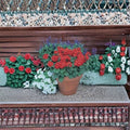 Geranium Landscaper Red Seeds – Pelargonium x hortorum | 100 Seeds | Scarlet Red Blooms | Compact & Easy to Grow