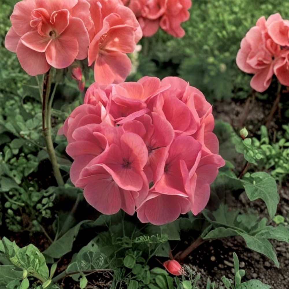 Ivy Geranium Cuttings Mix – 8 Fresh Pelargonium Cuttings for Rooting