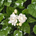 Jasmine Seeds 25 Pack – Fragrant White Flower Vine or Shrub for Indoor & Outdoor Growing