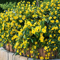 Carolina Jasmine Live Plant – Yellow Jessamine Vine 4–6 Inch Starter | Fragrant Evergreen Climbing Vine