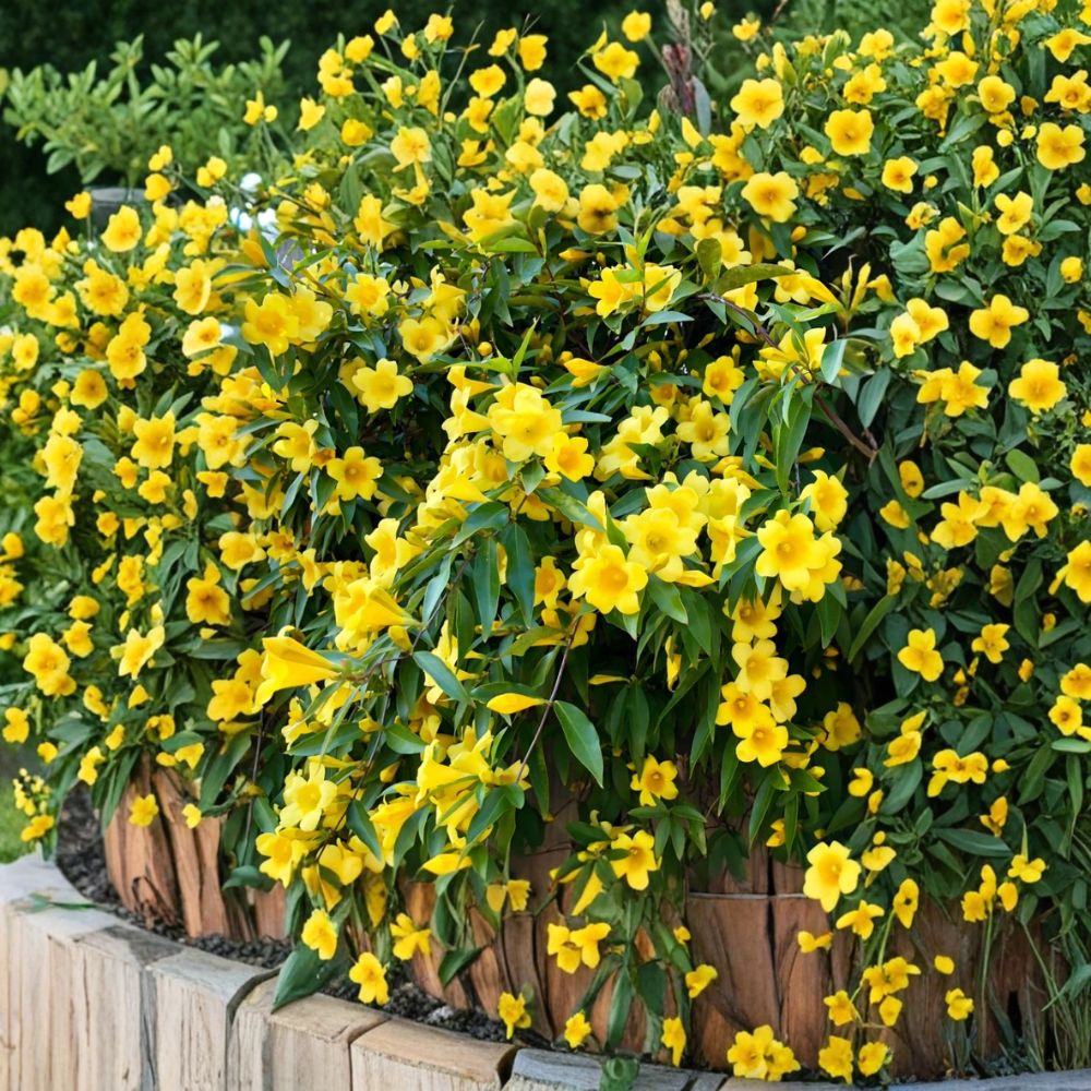 Carolina Jasmine Live Plant – Yellow Jessamine Vine 4–6 Inch Starter | Fragrant Evergreen Climbing Vine