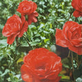 Impatient Floribunda Rose – Live 5 Gallon Orange Red Flowering Shrub
