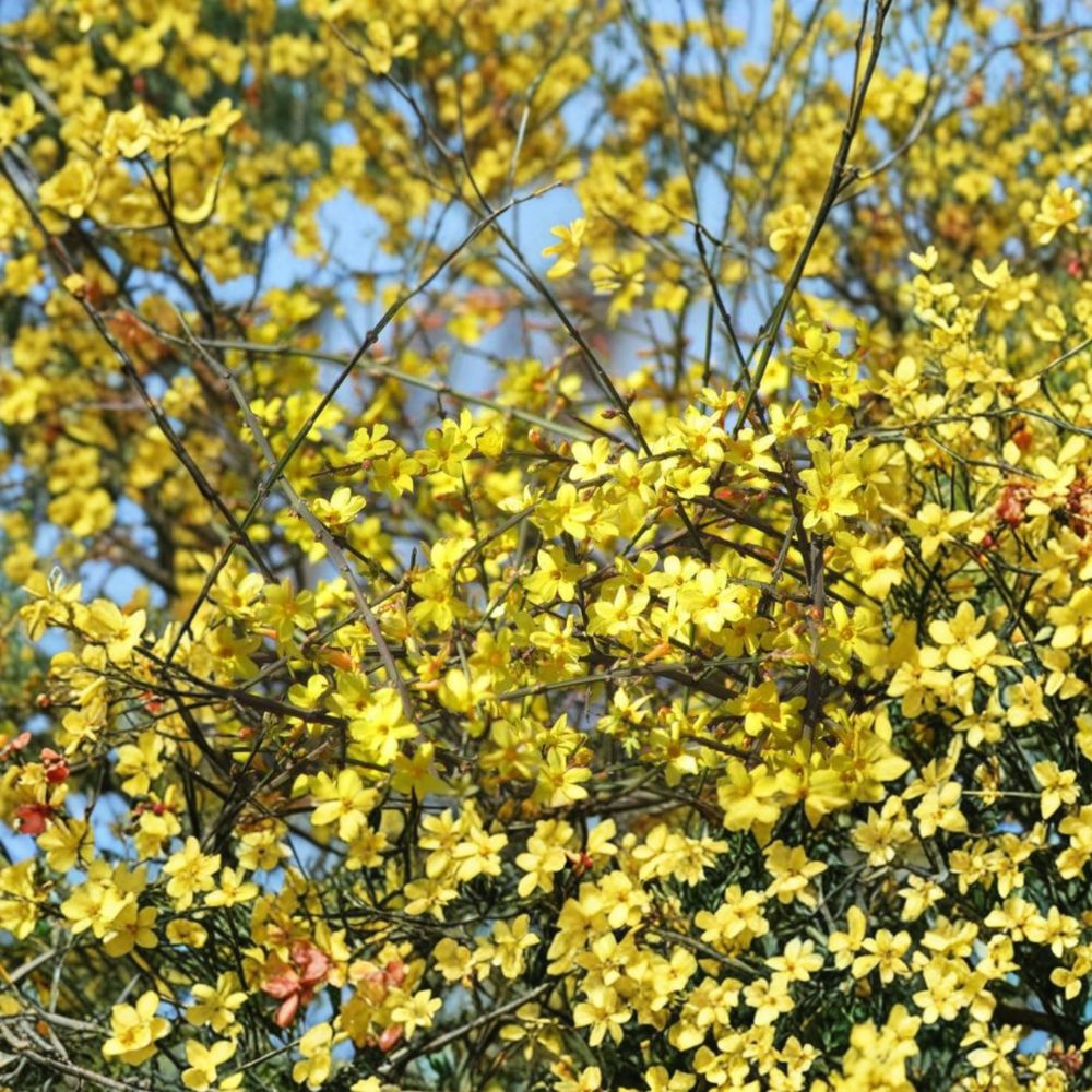 Winter Jasmine Bonsai – Jasminum nudiflorum Live Plant with Yellow Spring Blooms