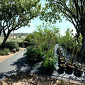 Calloway Fruiting Crabapple Tree – Malus Live Tree 4–6 Feet Tall | Fruit Producing Ornamental Tree
