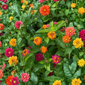 Lantana Camara Seeds – 110PCS Colorful Perennial Mosquito Repellent Flower Seeds