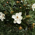 Southern Magnolia Tree – Magnolia grandiflora Live 6–8 Inch Starter Evergreen Tree with Fragrant White Blooms