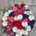 Bravo Mix Petunia Seeds – 50 Pelleted Compact Mounding Petunia Seeds for Containers & Patios