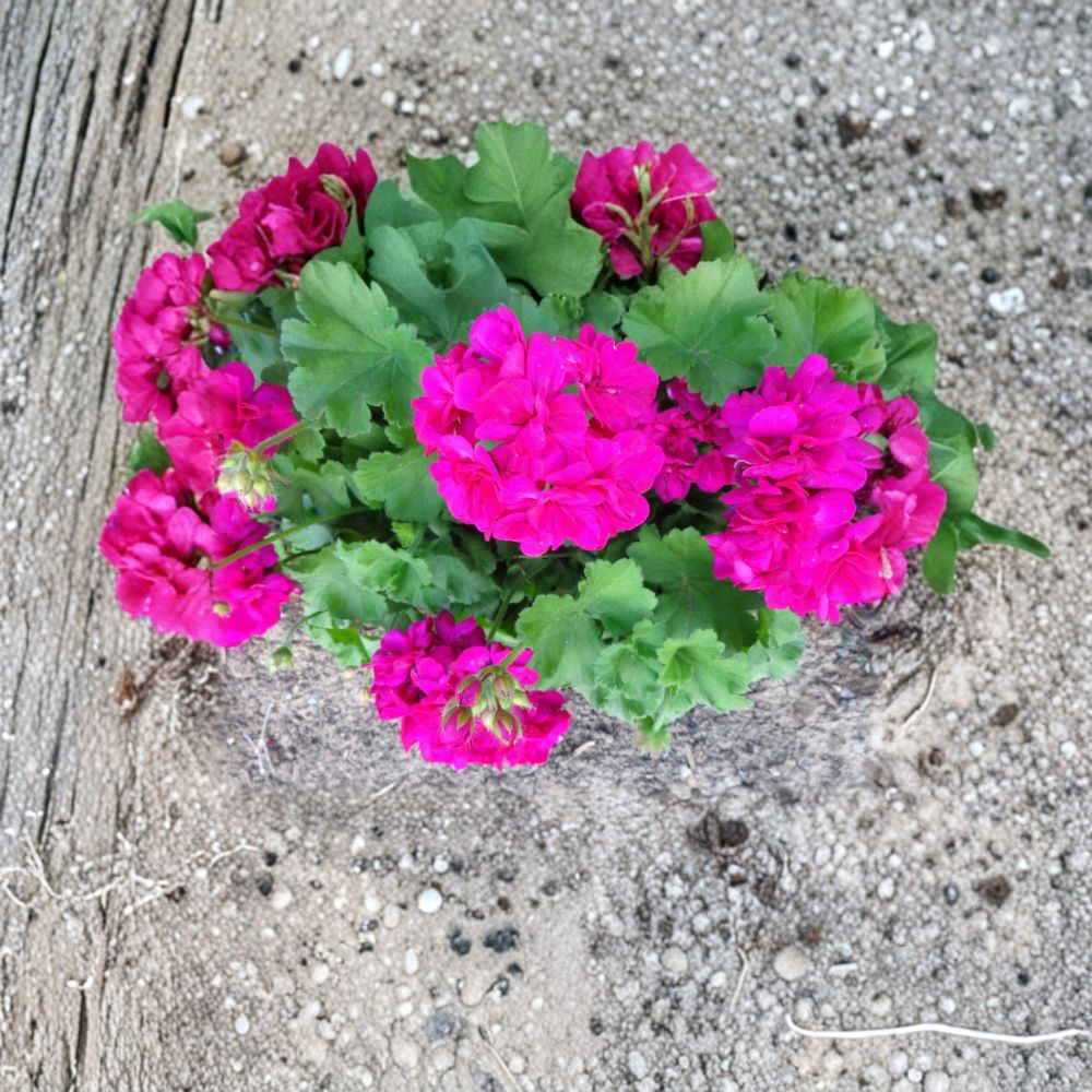 Very Bright Magenta Geranium Cuttings - 3 Live Pelargonium Starters with Fragrant Blooms