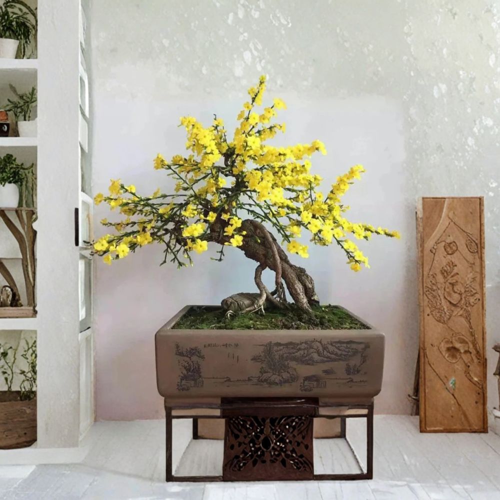 Winter Jasmine Plant – Jasminum nudiflorum Live Potted | 1 Gallon Bonsai Ready | Hardy Ornamental Shrub