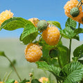 Fall Gold Raspberry Live Rooted Plant | Golden Everbearing Raspberry | Zones 3-8