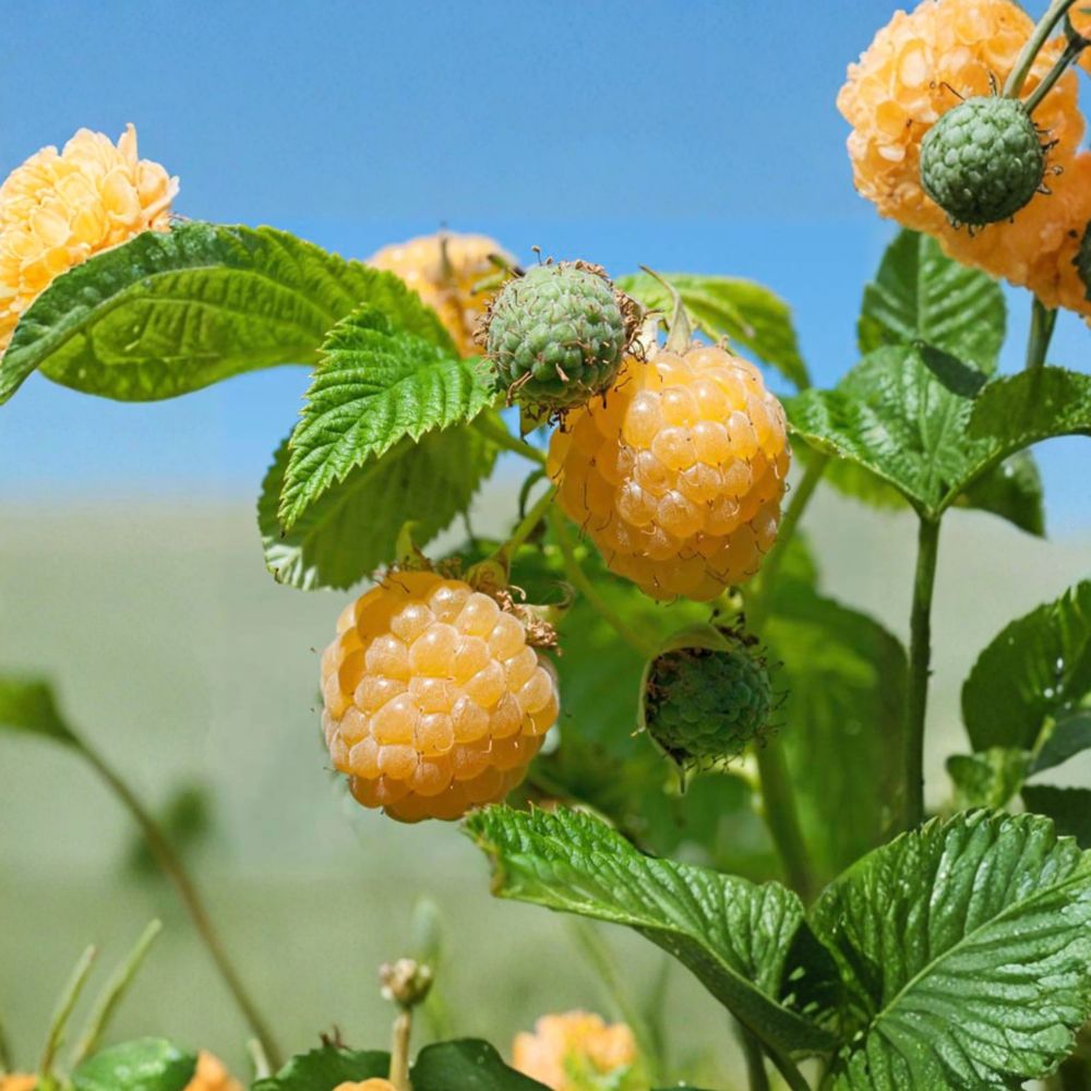 Fall Gold Raspberry Live Rooted Plant | Golden Everbearing Raspberry | Zones 3-8