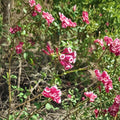 Red Cestrum Seeds – Cestrum elegans 10 Seeds | Bastard Jasmine Fragrant Red Flower Shrub
