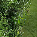 Bay Leaf Willow Bonsai Cutting – Fast-Growing Salix spp. Indoor Outdoor Live Tree Starter for DIY Bonsai