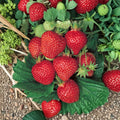 Quinault Strawberry Plants – 5 Live Rooted Everbearing Strawberries | Zones 4–9