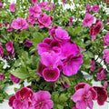 Martha Washington Geranium Cuttings - 6 Organic Rose Pink Pelargonium Starters for Patio & Containers