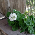 Double White Zonal Geranium Cuttings – 3 Fresh Pelargonium Starter Cuttings for Patio & Garden