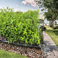 Malan Plants – Kalimeris indica Live Plants | 20 Pack Red Stem Chinese Vegetable Herb