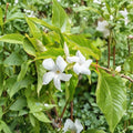Chilean Jasmine Seeds – Mandevilla laxa 5 Pack | Fragrant White Climbing Vine
