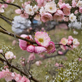 Fufen Ume Flowering Tree – Prunus mume ‘Fufen’ Live Plant | 30–36 Inches Tall | Pale Pink Apricot Blossoms