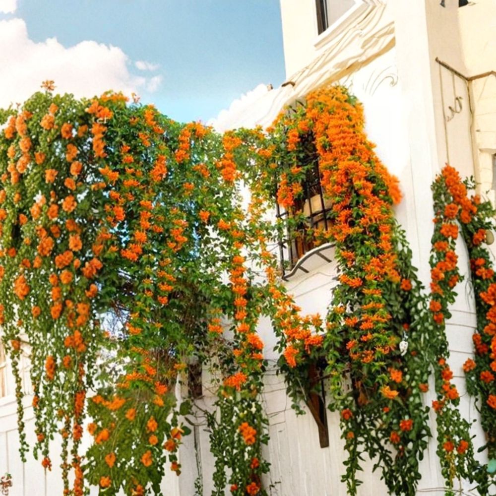 Orange Jasmine Seeds 20 – Rare Exotic Fragrant Jasmine Vine Seeds for Tropical Gardens