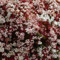 Pink Jasmine Live Plant – Jasminum polyanthum Rooted Starter 2–8” | Fragrant Climbing Vine Indoor Outdoor