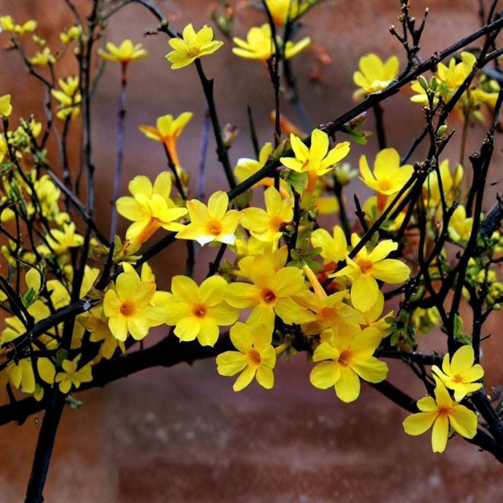 Winter Jasmine Bonsai Plant – Jasminum nudiflorum Live Plant with Yellow Early Spring Flowers