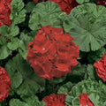 Ringo Deep Scarlet Geranium Seeds – 15 Pelargonium Seeds for Early Blooming Red Flowers