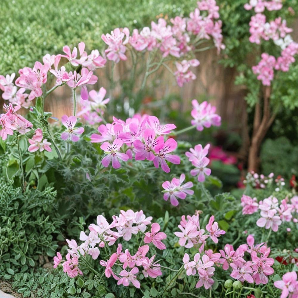 Rose Scented Geranium Cuttings – Pelargonium graveolens Live Unrooted Cuttings | 6 Included