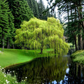 Corkscrew Willow Tree – Salix matsudana ‘Tortuosa’ | 3 Ft Tall Bare Root Ornamental Tree