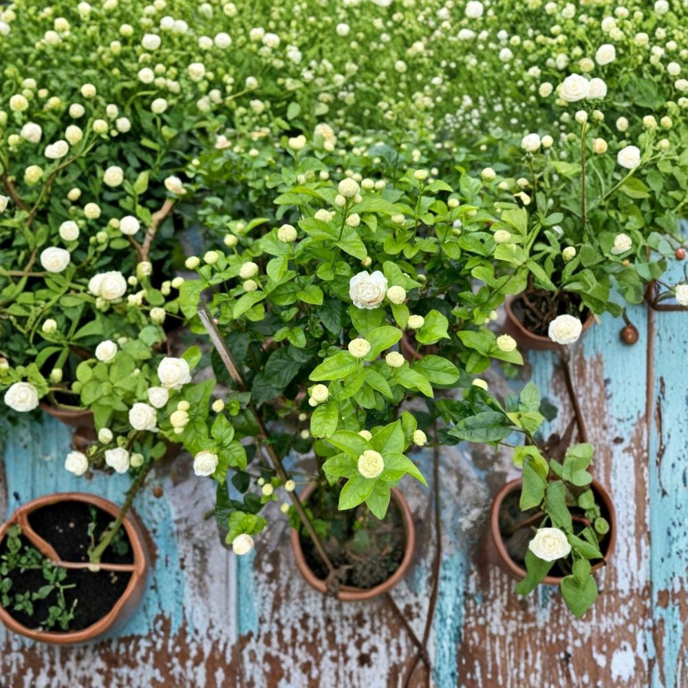 Arabian Jasmine ‘Duke of Tuscany’ Live Plant | Jasminum sambac | Double White Fragrant Blooms | 4–6 Inches Tall