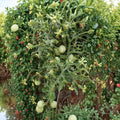 Geranium Kiss Tomato Seeds – Organic Heirloom Dwarf Cherry Tomato for Containers