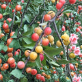 American Plum Trees Set of 2 – Prunus americana Bare Root Fruit Trees for Edible Landscaping and Wildlife Garden