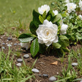 Cape Jasmine Seeds 50 - Gardenia jasminoides Fragrant White Flower Shrub for Outdoor Landscaping