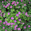 Organic Cranesbill Wild Geranium Bare Roots - 3 Geranium maculatum Plants | Native Woodland Perennial