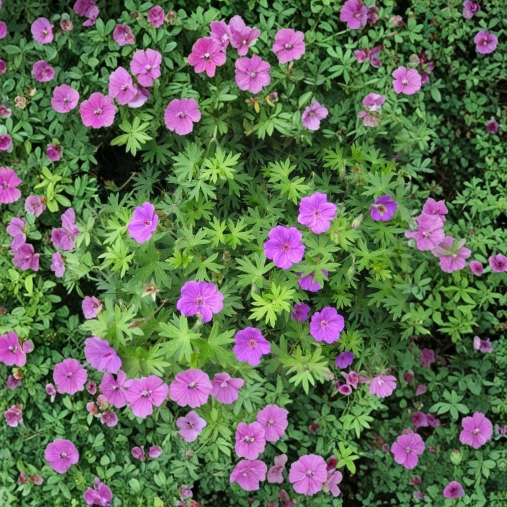 Organic Cranesbill Wild Geranium Bare Roots - 3 Geranium maculatum Plants | Native Woodland Perennial