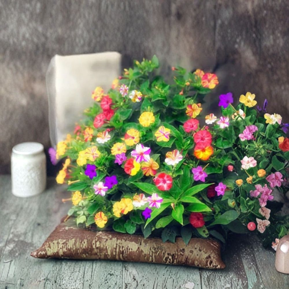 Jasmine Seeds Mixed Color Flowering Vine | 20 Rare Exotic Climber Seeds