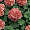 Ringo 2000 Light Salmon Geranium Seeds – 15 Zonal Pelargonium Flower Seeds for Patio & Hanging Baskets