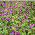 Ann Folkard Geranium Seeds – 25+ Hardy Flower Seeds for Patio & Garden