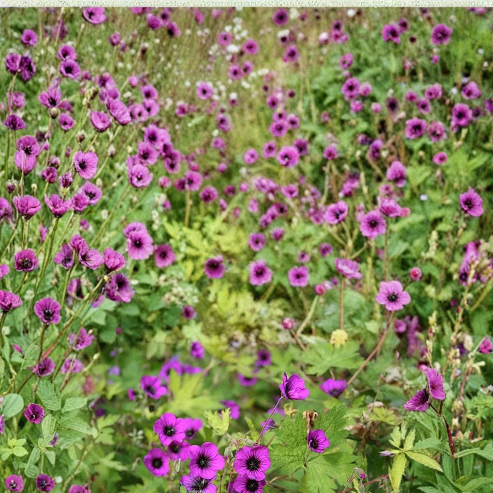 Ann Folkard Geranium Seeds – 25+ Hardy Flower Seeds for Patio & Garden