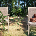 Ein Shemer Apple Tree | Live Fruit Tree 4-6 Feet | Sweet Tart Golden Apples | Low Chill Variety