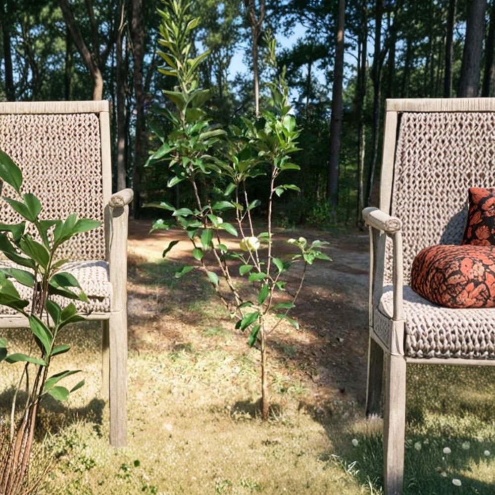 Ein Shemer Apple Tree | Live Fruit Tree 4-6 Feet | Sweet Tart Golden Apples | Low Chill Variety