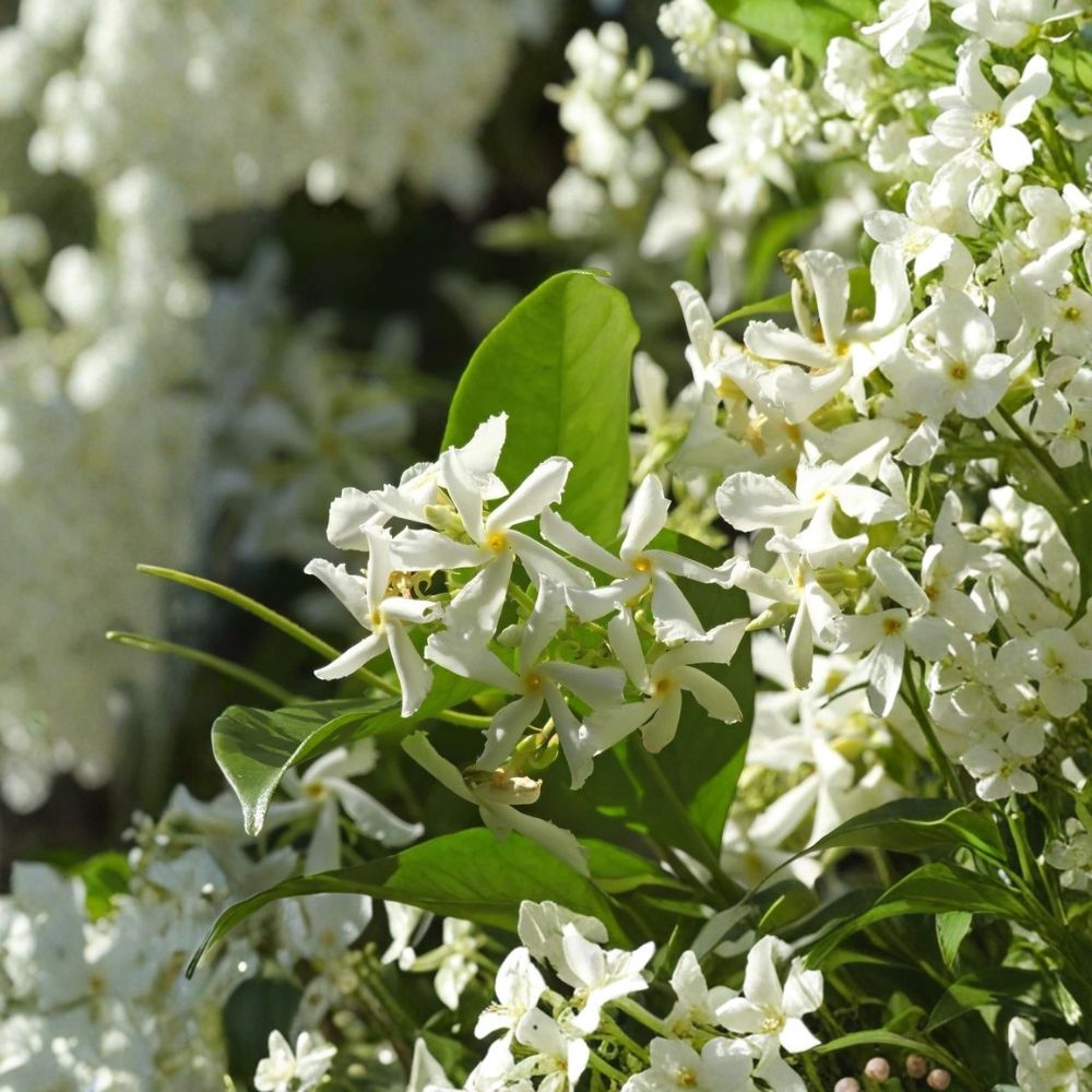 Star Jasmine Live Plant 4–6” | Trachelospermum jasminoides | Fragrant Evergreen Climbing Vine