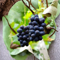 Nagano Purple Grape Cuttings – 5 Pack | Premium Japanese Seedless Table Grape
